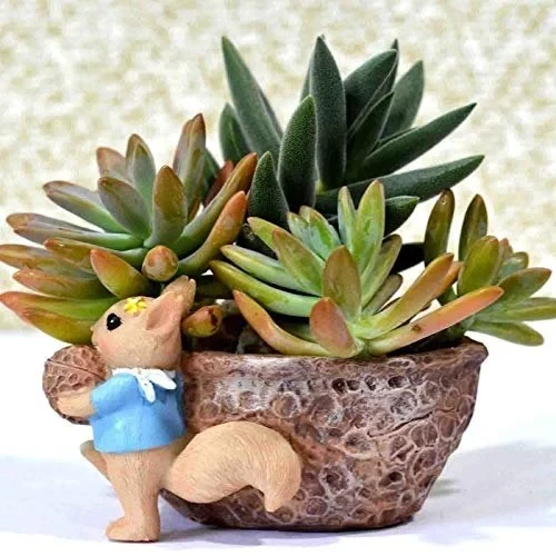 The Decorshed Squirrel with Nut Succulent Pot for Home and Balcony Decoration Pa